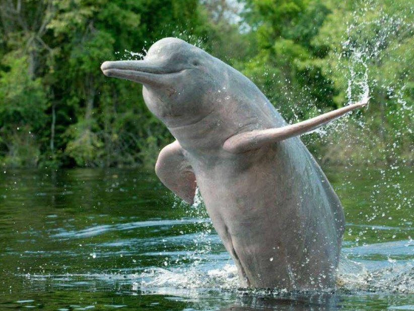 Vikramshila Gangetic Dolphin Sanctuary, Bhagalpur, Bihar - Vushii.com